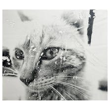 Untitled.